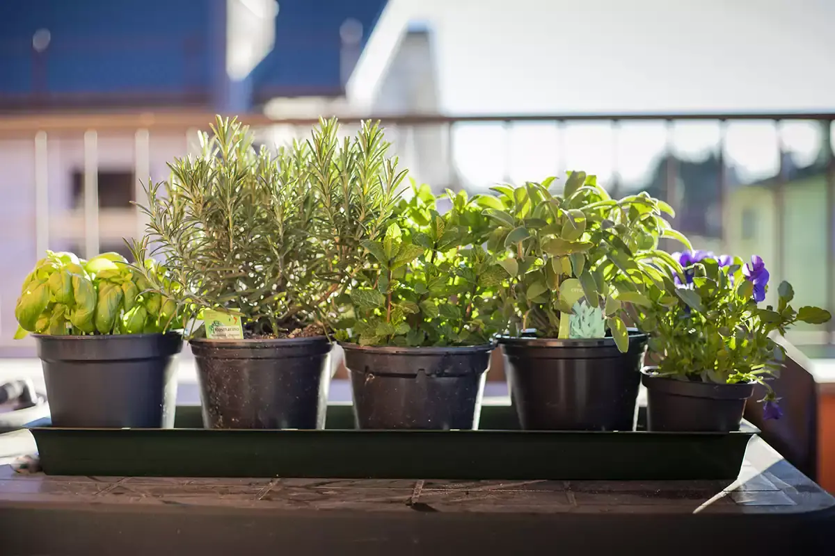 Erbe aromatiche: i benefici nascosti di basilico, prezzemolo, rosmarino, salvia e alloro